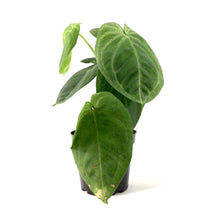 Load image into Gallery viewer, Syngonium, 4in, Ice Frost - Floral Acres Greenhouse & Garden Centre