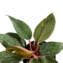 Load image into Gallery viewer, Philodendron, 4in, Red Back - Floral Acres Greenhouse & Garden Centre