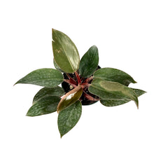 Load image into Gallery viewer, Philodendron, 4in, Red Back - Floral Acres Greenhouse & Garden Centre