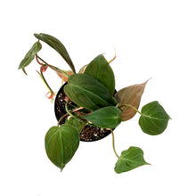 Load image into Gallery viewer, Philodendron, 4in, Micans - Floral Acres Greenhouse & Garden Centre