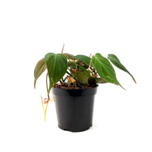 Load image into Gallery viewer, Philodendron, 4in, Micans - Floral Acres Greenhouse & Garden Centre