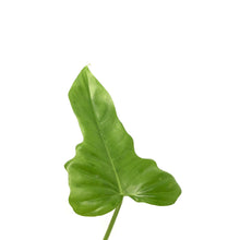 Load image into Gallery viewer, Philodendron, 4in, Green Dragon - Floral Acres Greenhouse & Garden Centre