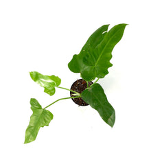 Load image into Gallery viewer, Philodendron, 4in, Green Dragon - Floral Acres Greenhouse & Garden Centre