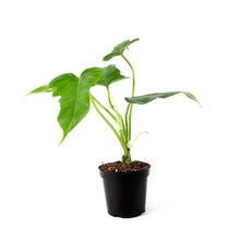 Load image into Gallery viewer, Philodendron, 4in, Green Dragon - Floral Acres Greenhouse & Garden Centre