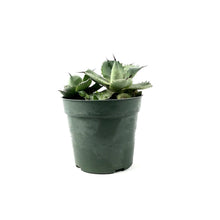 Load image into Gallery viewer, Agave, 4in, Blue Rose - Floral Acres Greenhouse & Garden Centre