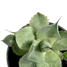 Load image into Gallery viewer, Agave, 4in, Blue Rose