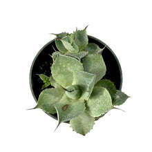 Load image into Gallery viewer, Agave, 4in, Blue Rose - Floral Acres Greenhouse & Garden Centre