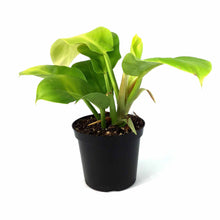 Load image into Gallery viewer, Philodendron, 4in, Malaya Gold - Floral Acres Greenhouse & Garden Centre