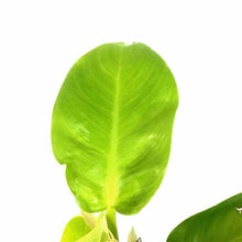 Load image into Gallery viewer, Philodendron, 4in, Malaya Gold - Floral Acres Greenhouse & Garden Centre