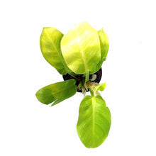 Load image into Gallery viewer, Philodendron, 4in, Malaya Gold - Floral Acres Greenhouse & Garden Centre