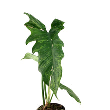 Load image into Gallery viewer, Philodendron, 4in, Golden Dragon - Floral Acres Greenhouse & Garden Centre