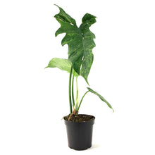 Load image into Gallery viewer, Philodendron, 4in, Golden Dragon - Floral Acres Greenhouse & Garden Centre