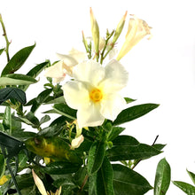 Load image into Gallery viewer, Mandevilla, 12in HB, Apricot - Floral Acres Greenhouse & Garden Centre