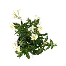 Load image into Gallery viewer, Mandevilla, 12in HB, Apricot - Floral Acres Greenhouse & Garden Centre