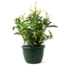 Load image into Gallery viewer, Mandevilla, 12in HB, Apricot - Floral Acres Greenhouse & Garden Centre