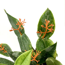 Load image into Gallery viewer, Medinilla, 10in, Scortechinii Orange Coral - Floral Acres Greenhouse & Garden Centre