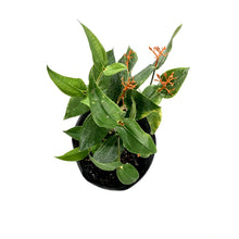 Load image into Gallery viewer, Medinilla, 10in, Scortechinii Orange Coral - Floral Acres Greenhouse & Garden Centre