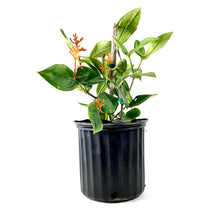 Load image into Gallery viewer, Medinilla, 10in, Scortechinii Orange Coral - Floral Acres Greenhouse & Garden Centre