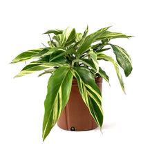 Load image into Gallery viewer, Ginger, 10in, Variegated Shell - Floral Acres Greenhouse & Garden Centre