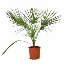 Load image into Gallery viewer, Palm, 10in, European Fan - Floral Acres Greenhouse & Garden Centre