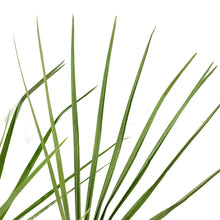 Load image into Gallery viewer, Palm, 10in, European Fan - Floral Acres Greenhouse & Garden Centre