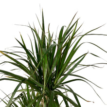 Load image into Gallery viewer, Dracaena, 10in, Marginata 3/2/1 Cutback