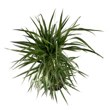 Load image into Gallery viewer, Dracaena, 10in, Marginata 3/2/1 Cutback