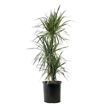 Load image into Gallery viewer, Dracaena, 10in, Marginata 3/2/1 Cutback