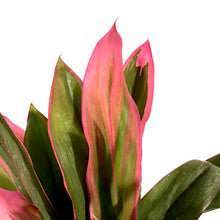 Load image into Gallery viewer, Cordyline, 10in, Maria - Floral Acres Greenhouse & Garden Centre
