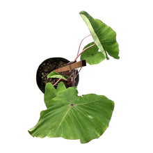 Load image into Gallery viewer, Colocasia, 10in, Sangria