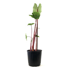Load image into Gallery viewer, Colocasia, 10in, Sangria - Floral Acres Greenhouse & Garden Centre
