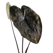 Load image into Gallery viewer, Colocasia, 10in, Painted Black Gecko - Floral Acres Greenhouse & Garden Centre