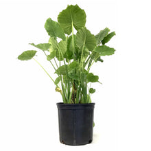 Load image into Gallery viewer, Alocasia, 10in, California - Floral Acres Greenhouse & Garden Centre