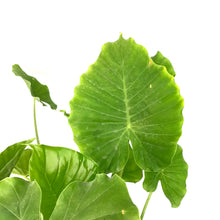 Load image into Gallery viewer, Alocasia, 10in, California - Floral Acres Greenhouse & Garden Centre