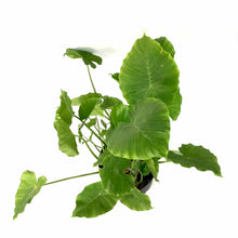 Load image into Gallery viewer, Alocasia, 10in, California - Floral Acres Greenhouse & Garden Centre