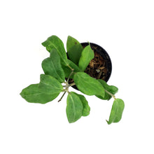 Load image into Gallery viewer, Hoya, 3in, Cutis-Porcelana