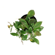 Load image into Gallery viewer, Hoya, 3in, Sipitangensis