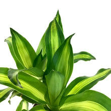 Load image into Gallery viewer, Dracaena, 10in, Mass Cane 2/1 - Floral Acres Greenhouse & Garden Centre
