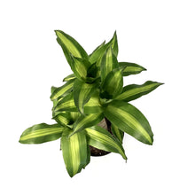 Load image into Gallery viewer, Dracaena, 10in, Mass Cane 2/1 - Floral Acres Greenhouse & Garden Centre