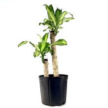 Load image into Gallery viewer, Dracaena, 10in, Mass Cane 2/1 - Floral Acres Greenhouse & Garden Centre
