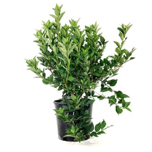 Load image into Gallery viewer, Forsythia, 2 gal, Northern Gold - Floral Acres Greenhouse & Garden Centre