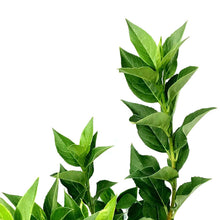 Load image into Gallery viewer, Forsythia, 2 gal, Northern Gold - Floral Acres Greenhouse & Garden Centre