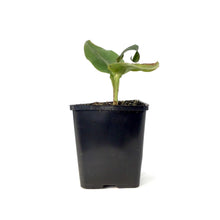 Load image into Gallery viewer, Canna, 5in, Wyoming - Floral Acres Greenhouse & Garden Centre