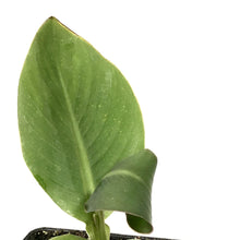 Load image into Gallery viewer, Canna, 5in, Wyoming - Floral Acres Greenhouse & Garden Centre