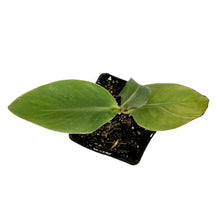 Load image into Gallery viewer, Canna, 5in, Wyoming - Floral Acres Greenhouse & Garden Centre