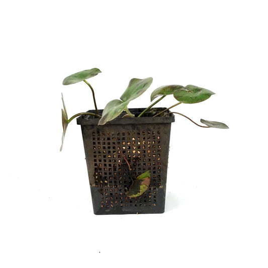 Water Lily, 5in, Joey Tomocik - Floral Acres Greenhouse & Garden Centre