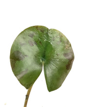 Load image into Gallery viewer, Water Lily, 5in, Joey Tomocik - Floral Acres Greenhouse & Garden Centre