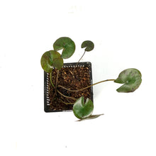 Load image into Gallery viewer, Water Lily, 5in, Joey Tomocik - Floral Acres Greenhouse & Garden Centre