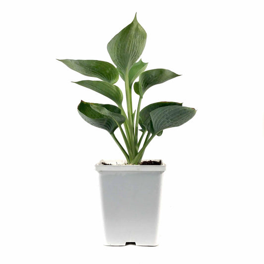 Hosta, 15cm, Blue Angel - Floral Acres Greenhouse & Garden Centre