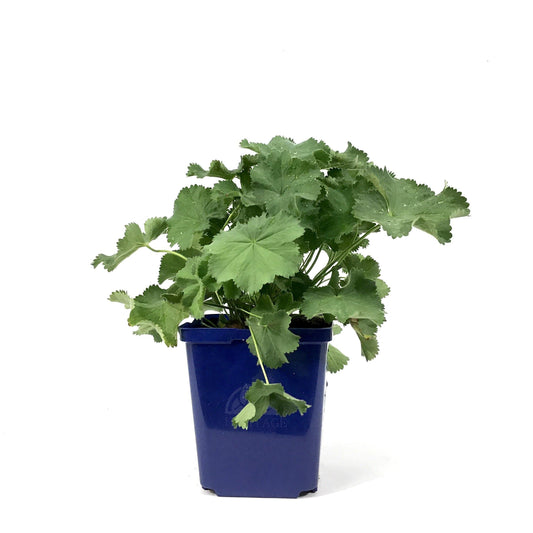 Alchemilla, 15cm, Lady's Mantle - Floral Acres Greenhouse & Garden Centre